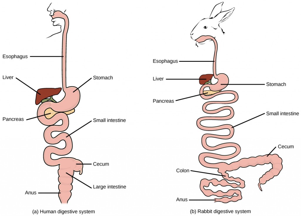 Figure 34.6.  (a) Humans and herbivores, such as the (b) rabbit, have a monogastric digestive system. However, in the rabbit the small intestine and cecum are enlarged to allow more time to digest plant material. The enlarged organ provides more surface area for absorption of nutrients. Rabbits digest their food twice: the first time food passes through the digestive system, it collects in the cecum, and then it passes as soft feces called cecotrophes. The rabbit re-ingests these cecotrophes to further digest them.