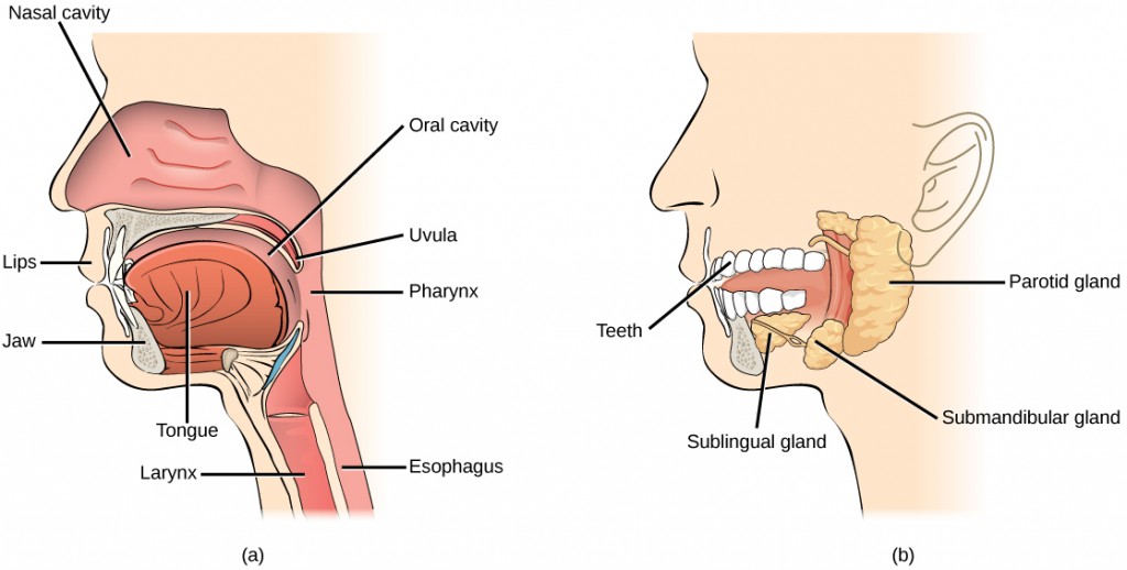 Figure 34.9.  Digestion of food begins in the (a) oral cavity. Food is masticated by teeth and moistened by saliva secreted from the (b) salivary glands. Enzymes in the saliva begin to digest starches and fats. With the help of the tongue, the resulting bolus is moved into the esophagus by swallowing. (credit: modification of work by the National Cancer Institute)
