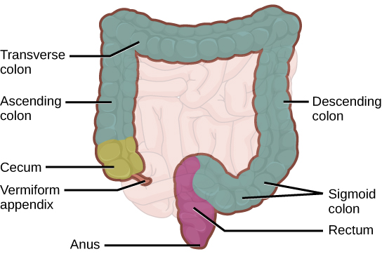Figure 34.13.  The large intestine reabsorbs water from undigested food and stores waste material until it is eliminated.