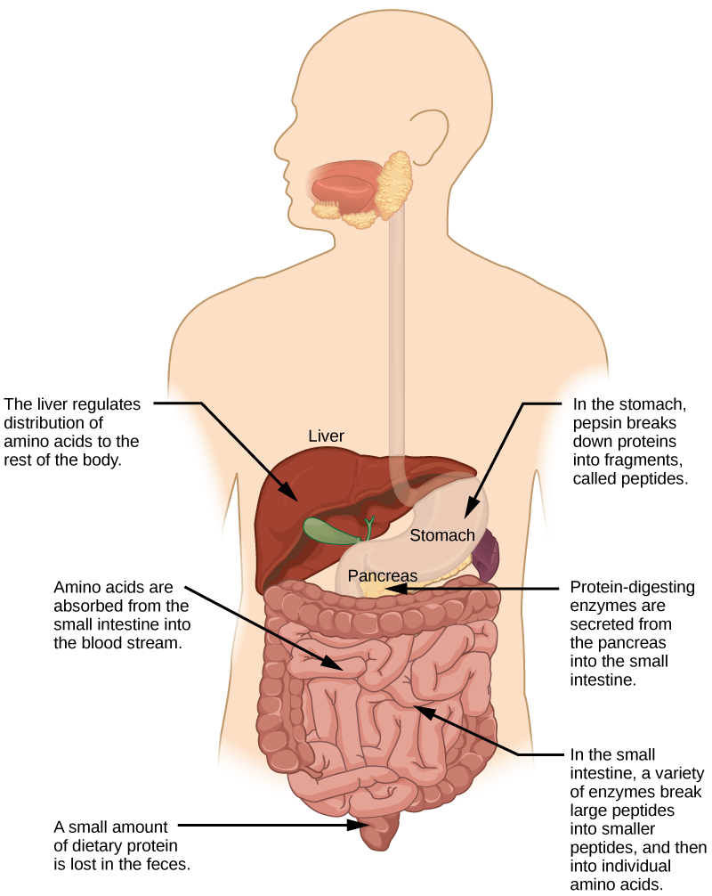 Figure 34.17.  Protein digestion is a multistep process that begins in the stomach and continues through the intestines.