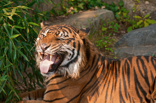Figure 36.9.  The flehmen response in this tiger results in the curling of the upper lip and helps airborne pheromone molecules enter the vomeronasal organ. (credit: modification of work by "chadh"/Flickr)