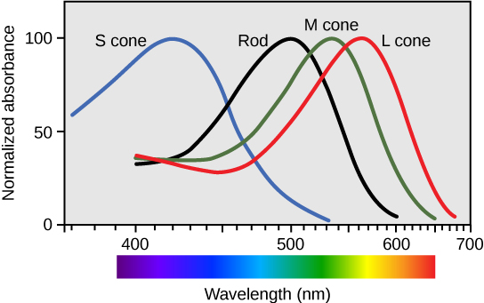Figure 36.21.  Human rod cells and the different types of cone cells each have an optimal wavelength. However, there is considerable overlap in the wavelengths of light detected.