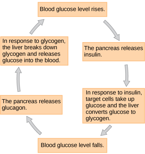Figure 37.11.  Insulin and glucagon regulate blood glucose levels.