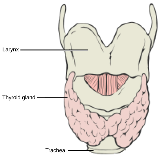 Figure 37.16.  This illustration shows the location of the thyroid gland.