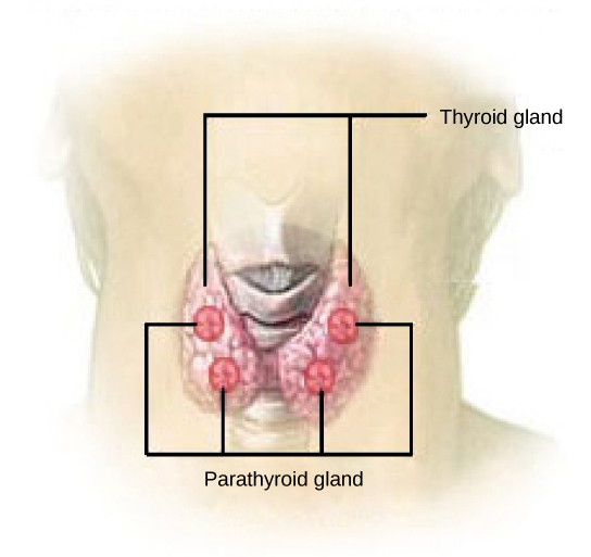 Figure 37.17.  The parathyroid glands are located on the posterior of the thyroid gland. (credit: modification of work by NCI)