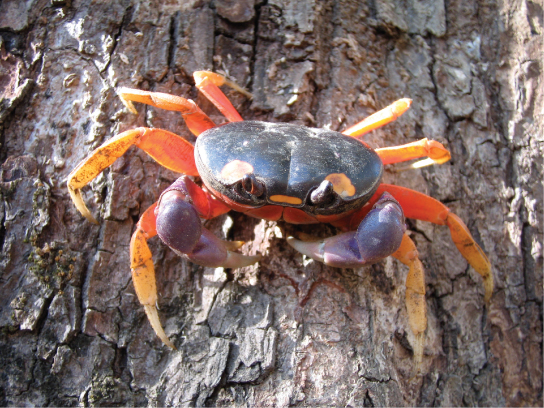 Figure 38.3.  Muscles attached to the exoskeleton of the Halloween crab (Gecarcinus quadratus) allow it to move.