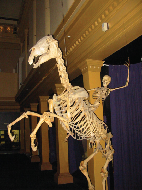Figure 38.4.  The skeletons of humans and horses are examples of endoskeletons. (credit: Ross Murphy)