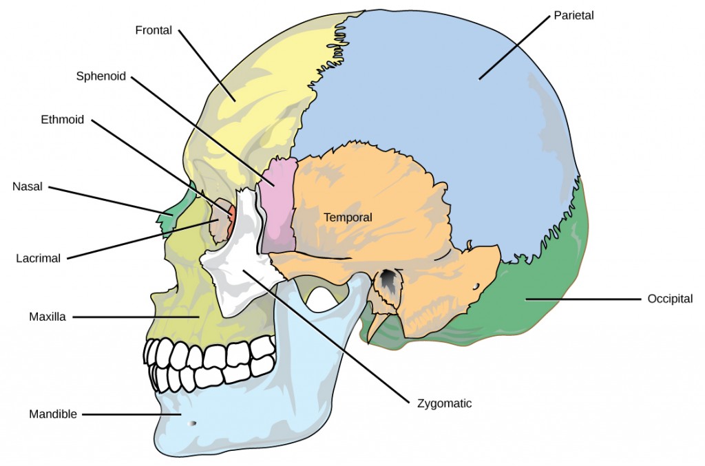 Figure 38.6.  The bones of the skull support the structures of the face and protect the brain. (credit: modification of work by Mariana Ruiz Villareal)