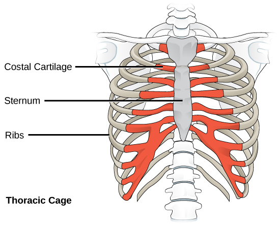 Figure 38.9.  The thoracic cage, or rib cage, protects the heart and the lungs. (credit: modification of work by NCI, NIH)