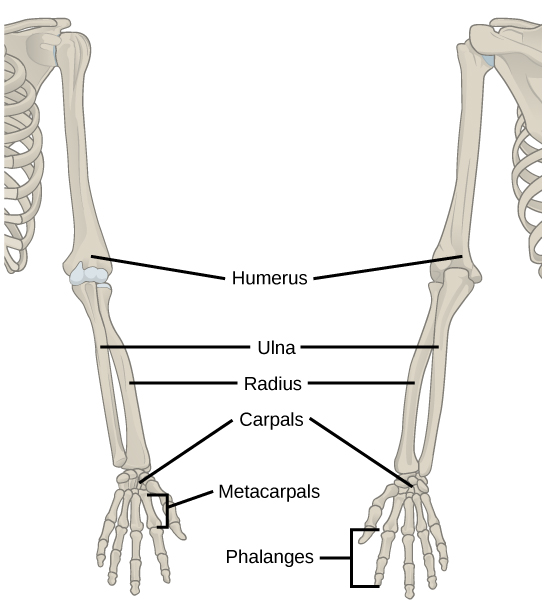 Figure 38.12.  The upper limb consists of the humerus of the upper arm, the radius and ulna of the forearm, eight bones of the carpus, five bones of the metacarpus, and 14 bones of the phalanges.
