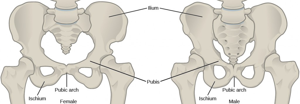 Figure 38.13.  To adapt to reproductive fitness, the (a) female pelvis is lighter, wider, shallower, and has a broader angle between the pubic bones than (b) the male pelvis.