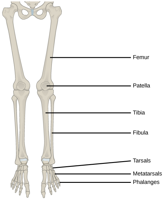 Figure 38.14.  The lower limb consists of the thigh (femur), kneecap (patella), leg (tibia and fibula), ankle (tarsals), and foot (metatarsals and phalanges) bones.