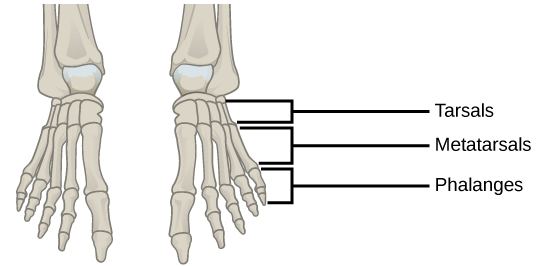 Figure 38.15.  This drawing shows the bones of the human foot and ankle, including the metatarsals and the phalanges.