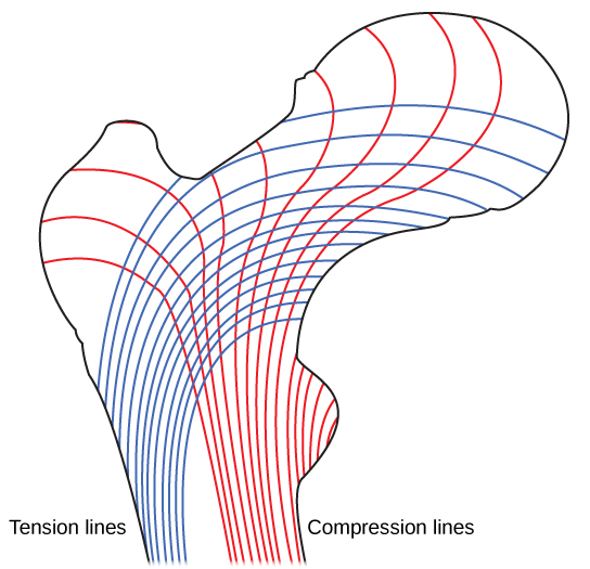 Figure 38.20.  Trabeculae in spongy bone are arranged such that one side of the bone bears tension and the other withstands compression.
