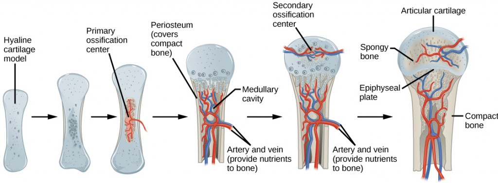 Figure 38.21.  Endochondral ossification is the process of bone development from hyaline cartilage. The periosteum is the connective tissue on the outside of bone that acts as the interface between bone, blood vessels, tendons, and ligaments.
