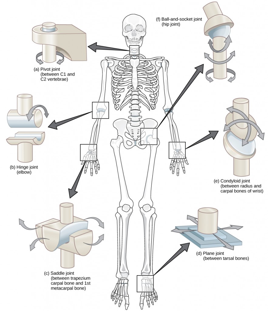 Figure 38.26.  Different types of joints allow different types of movement. Planar, hinge, pivot, condyloid, saddle, and ball-and-socket are all types of synovial joints.