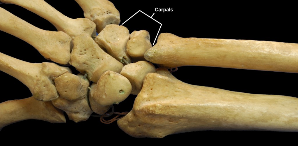 Figure 38.27.  The joints of the carpal bones in the wrist are examples of planar joints. (credit: modification of work by Brian C. Goss)