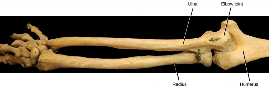 Figure 38.28.  The elbow joint, where the radius articulates with the humerus, is an example of a hinge joint. (credit: modification of work by Brian C. Goss)