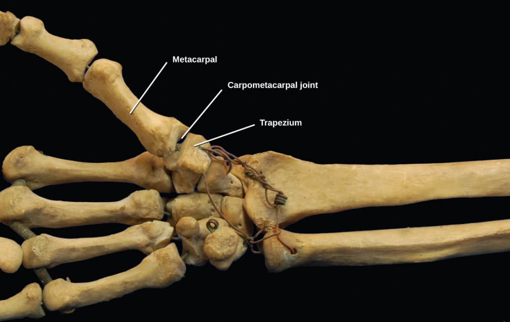Figure 38.31.  The carpometacarpal joints in the thumb are examples of saddle joints. (credit: modification of work by Brian C. Goss)