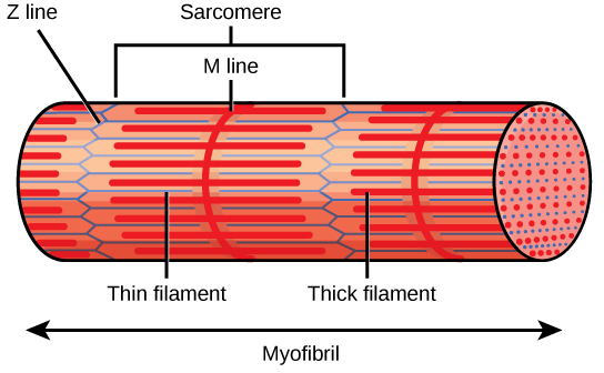 Figure 38.35.  A sarcomere is the region from one Z line to the next Z line. Many sarcomeres are present in a myofibril, resulting in the striation pattern characteristic of skeletal muscle.