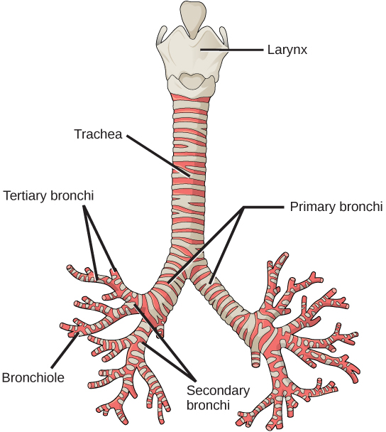 Figure 39.8.  The trachea and bronchi are made of incomplete rings of cartilage. (credit: modification of work by Gray's Anatomy)
