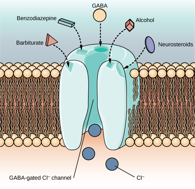 An illustration of a GABA-gated chloride channel in a cell membrane shows receptor sites for barbiturate, benzodiazepine, GABA, alcohol, and neurosteroids, as well as three negatively-charged chloride ions passing through the channel. Each drug type has a specific shape, such as triangular, rectangular or square, which corresponds to a similarly shaped receptor spot.