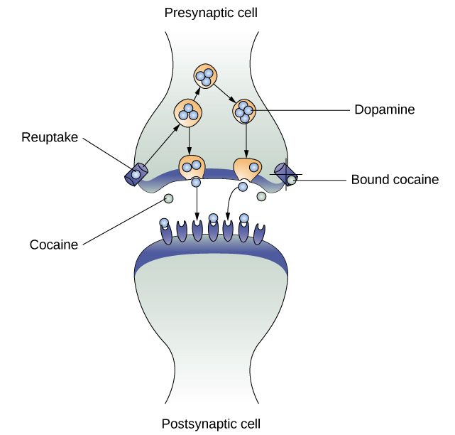 An illustration of a presynaptic cell and a postsynaptic cell shows these cells’ interactions with cocaine and dopamine molecules.