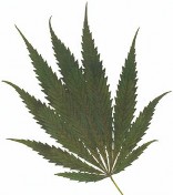 Marijuana leaf.