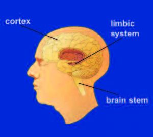 A diagram showing where the cortex, limbic system, and brain stem are in the brain.