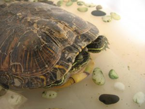 Turtle hiding in its shell. Its head and one leg are slightly poking out.