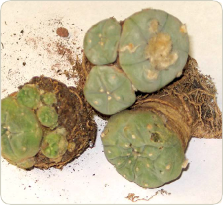 Dug up peyote cactus with their roots exposed.