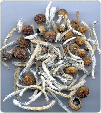 A group of harvested psilocybin mushrooms.