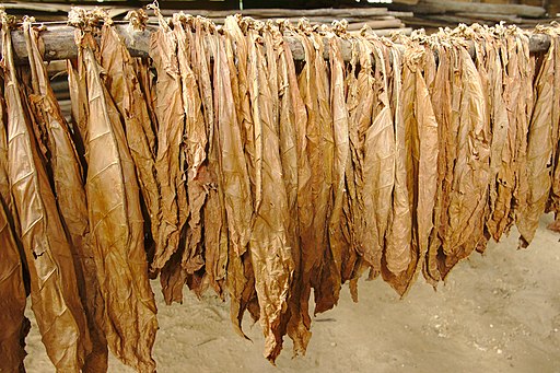 Tobacco Leaves Drying in the Sun.