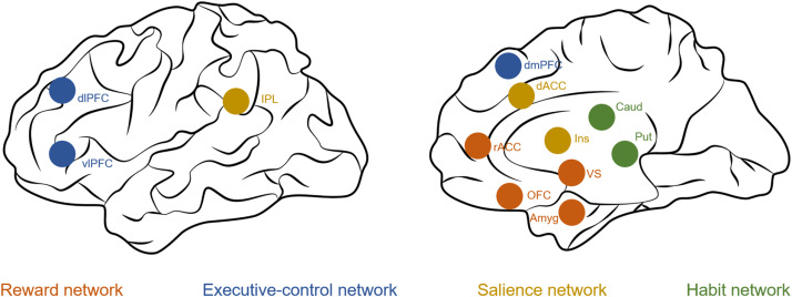 A diagram showing the reward network, executive- control network, salience network, and habit network in the brain.