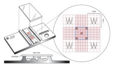 Manual White Blood Cell Count Procedure – Hematology Laboratory Manual