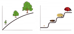 The graph to the left shows three stages in the continuous growth of a tree. The graph to the right shows four distinct stages of development in the life cycle of a ladybug.