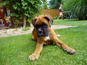 Transitivity allows children to understand that this boxer puppy, is a dog and a mammal.