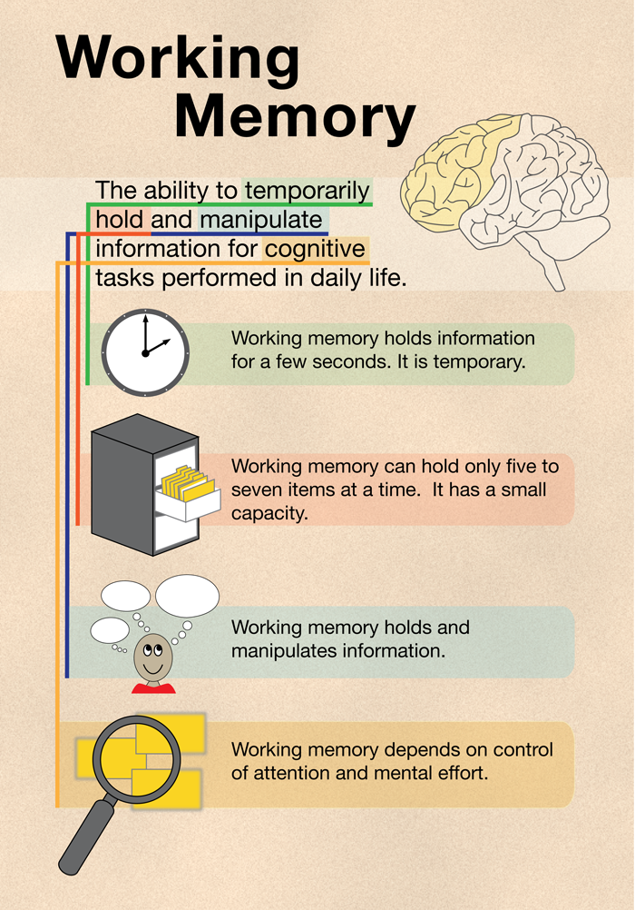 Working memory expands during middle and late childhood.