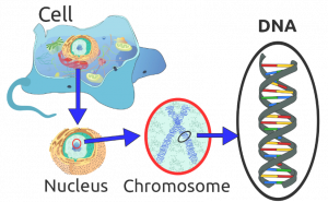 DNA’s location in the cell.