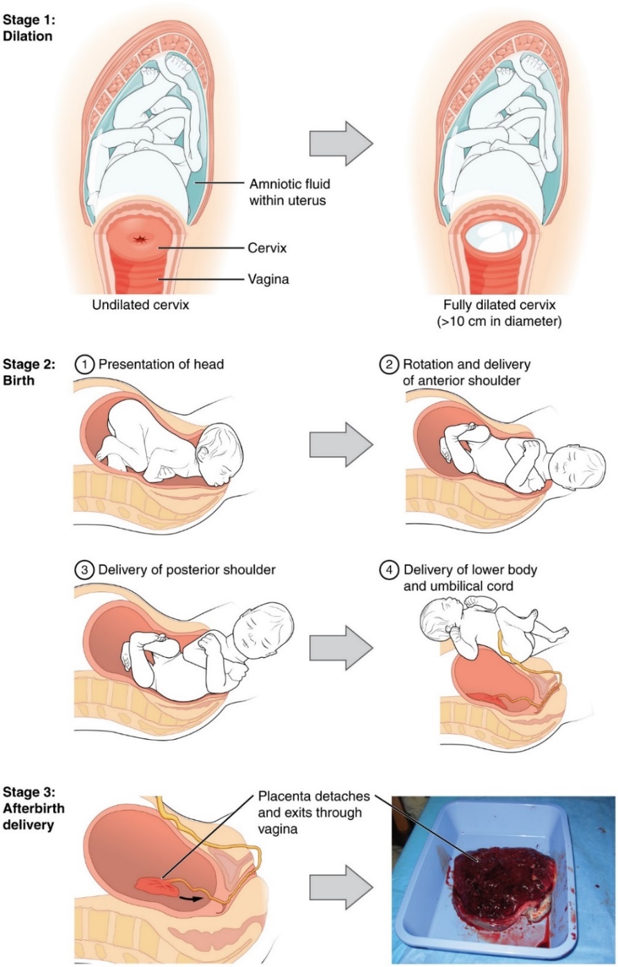 Three stages of childbirth