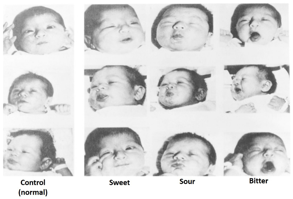 The responses of infants to different tastes.