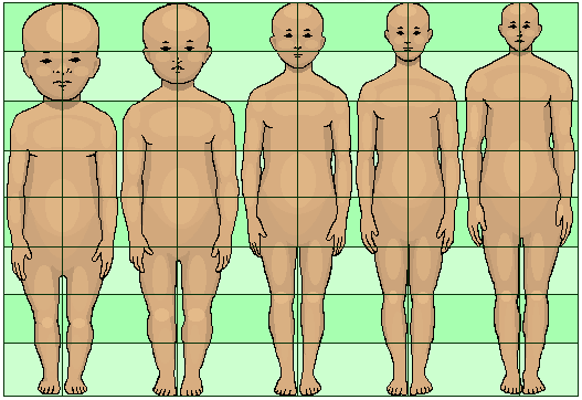 Shown from left to right: Human body proportions at birth, at 2 years, at 6 years, at 12 years, and at 19 years.