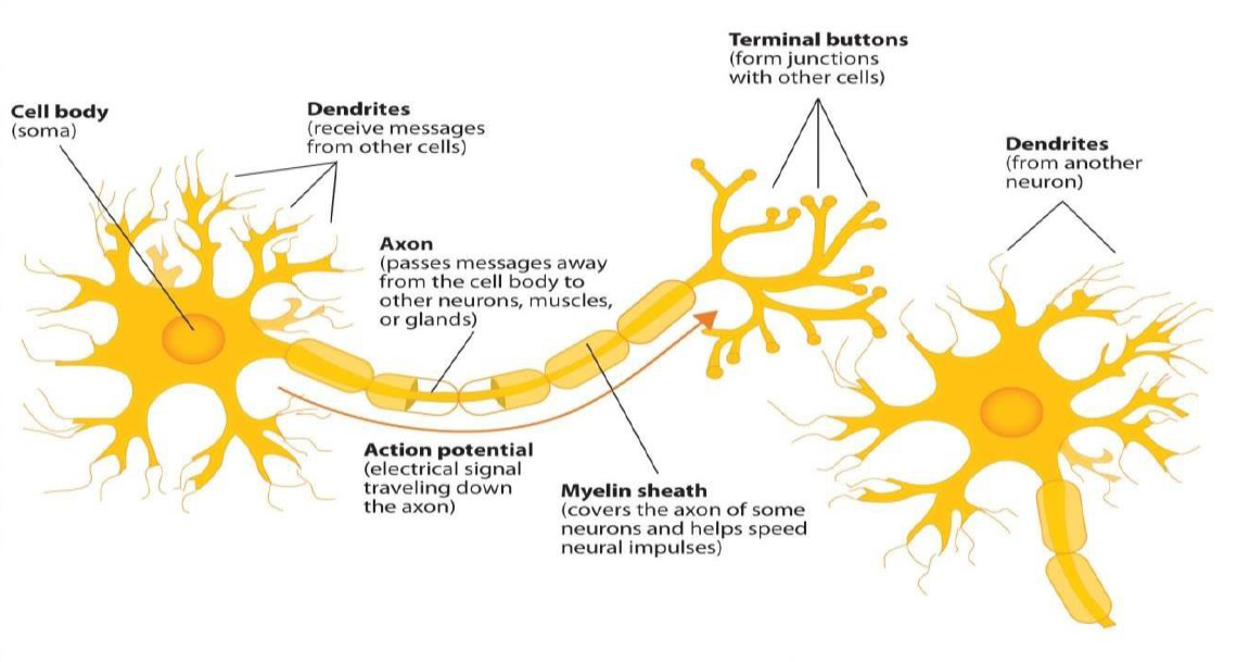 The neuron.
