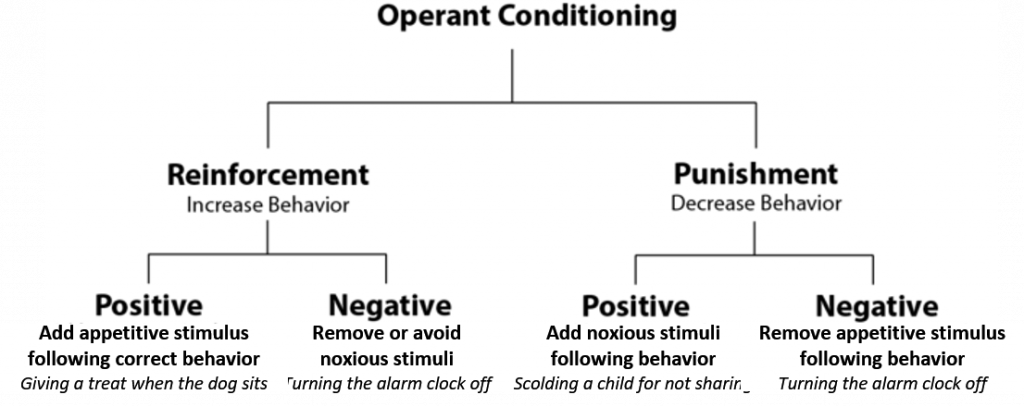 Reinforcement in operant conditioning.