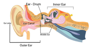 Diagram of the ear; outer, middle, and inner