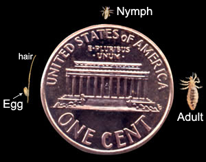 an egg is smaller than the letter O on a penny, the nymph is about the size of the O and the adult is about twice the size of the letter O on the penny