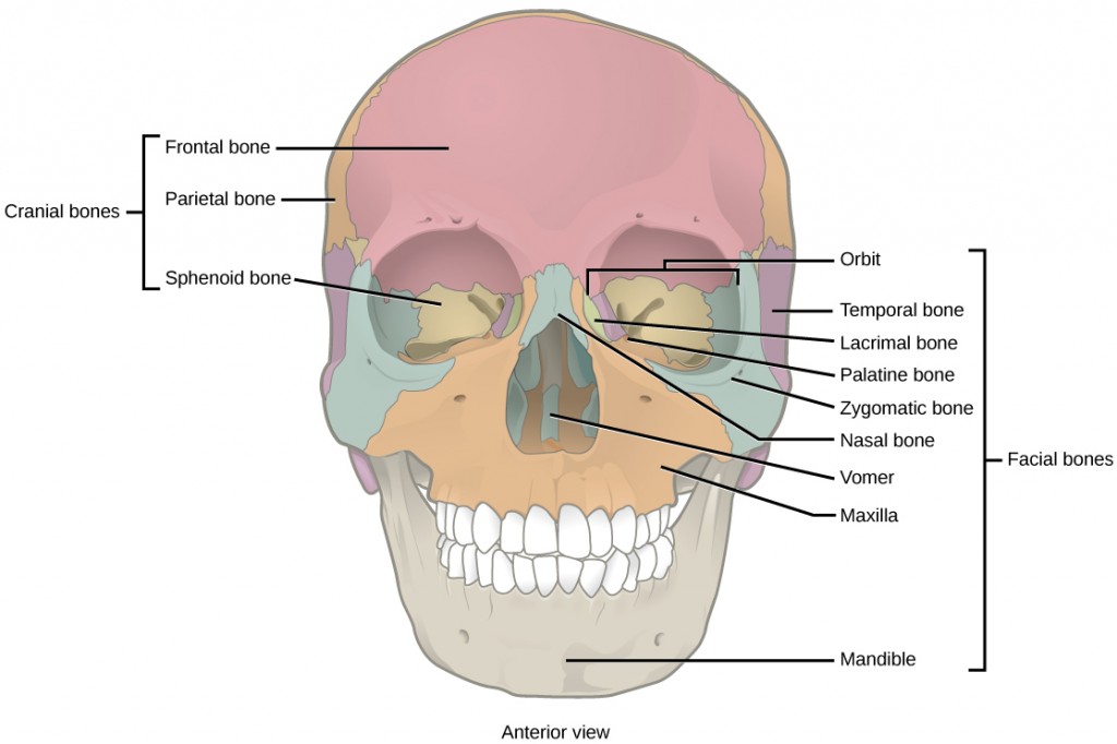 Figure 38.7.  The cranial bones, including the frontal, parietal, and sphenoid bones, cover the top of the head. The facial bones of the skull form the face and provide cavities for the eyes, nose, and mouth.