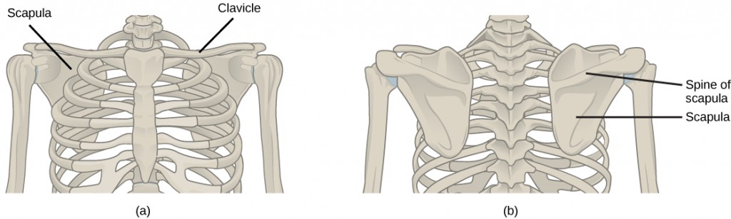 Figure 38.11.  (a) The pectoral girdle in primates consists of the clavicles and scapulae. (b) The posterior view reveals the spine of the scapula to which muscle attaches.