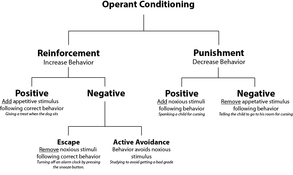 Operant conditioning, positive or negative reinforcement, positive or negative punishment.