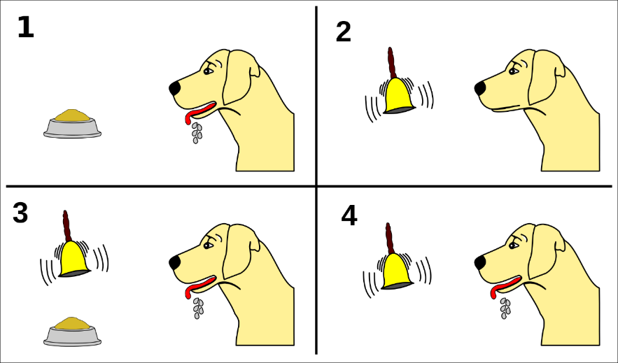 Dog sees food and is salivating. Dog hears a bell ring but is not salivating. Dog hears the bell while looking at the food and salivating. Dog just hears the bell and salivates.